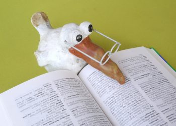 l'intelligence des oiseaux