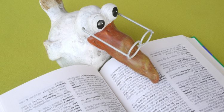 l'intelligence des oiseaux