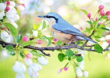 oiseau bleue