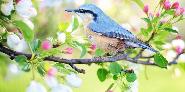 oiseau bleue