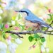 oiseau bleue