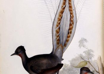 oiseau-lyre