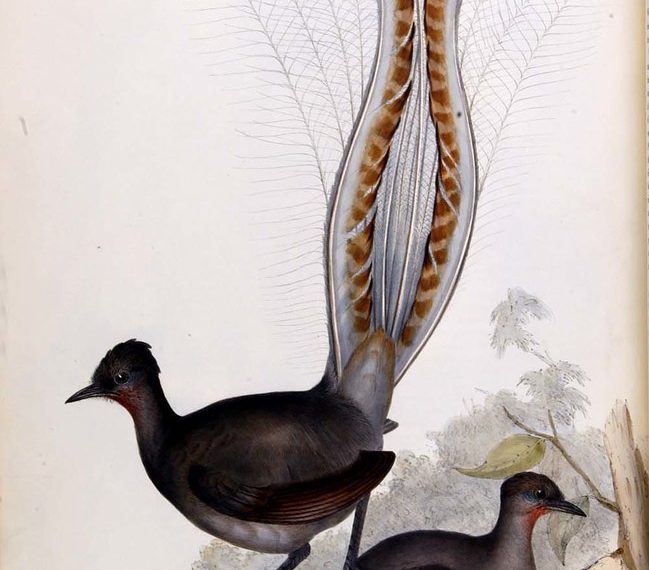 oiseau-lyre