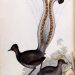 oiseau-lyre