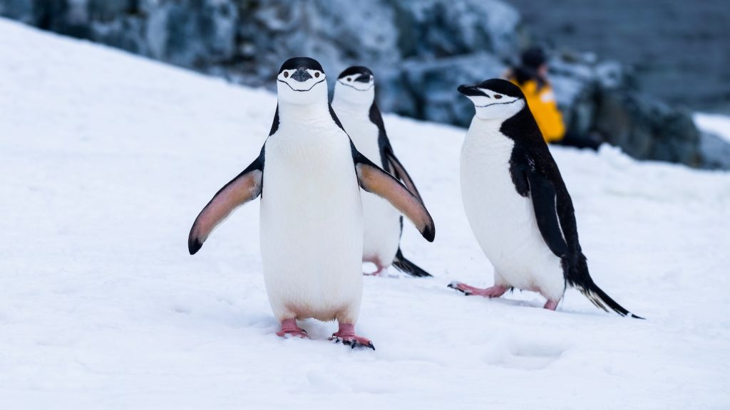 le pingouin espiègle