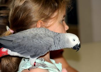 l'oiseau le plus facile à apprivoiser