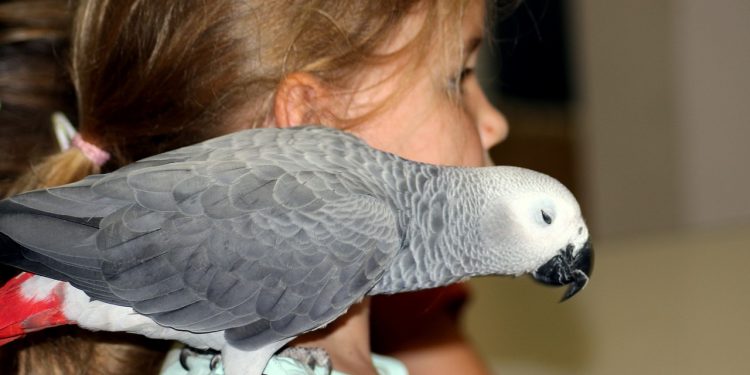 l'oiseau le plus facile à apprivoiser