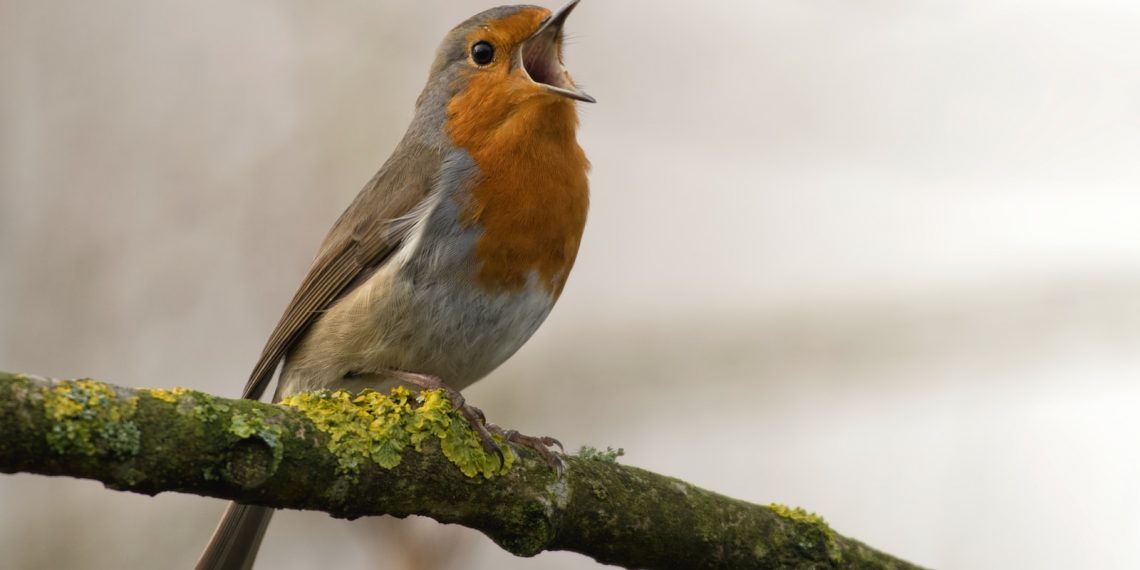 bird singing on tree