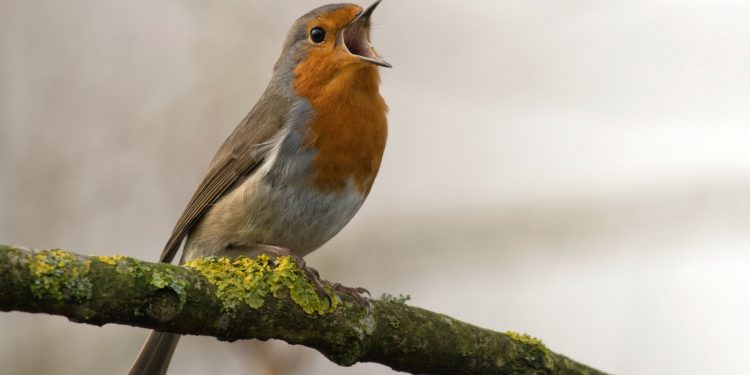 bird singing on tree