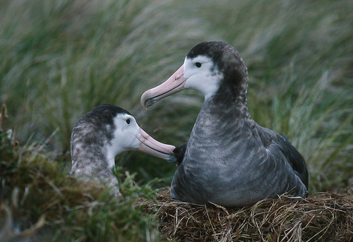L'albatros d'Amsterdam