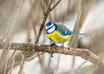La mésange bleue