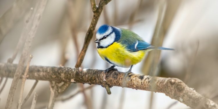 La mésange bleue