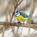 La mésange bleue