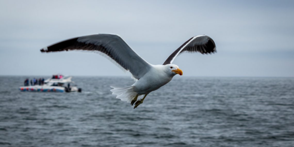 Albatros