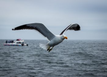 Albatros
