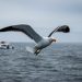 Albatros