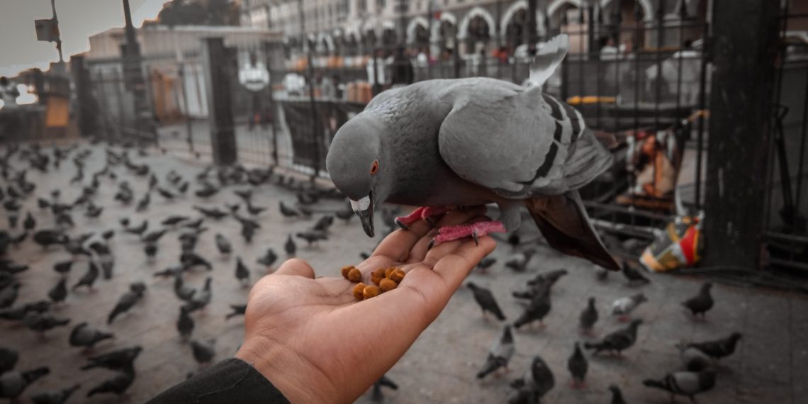 Les oiseaux domestiques les plus populaires