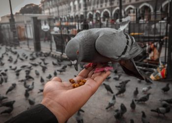 Les oiseaux domestiques les plus populaires