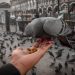 Les oiseaux domestiques les plus populaires