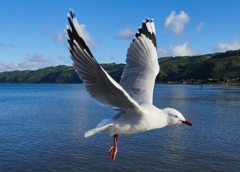 l'histoire fascinante des mouettes