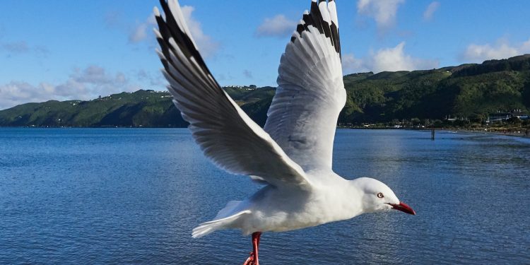 l'histoire fascinante des mouettes