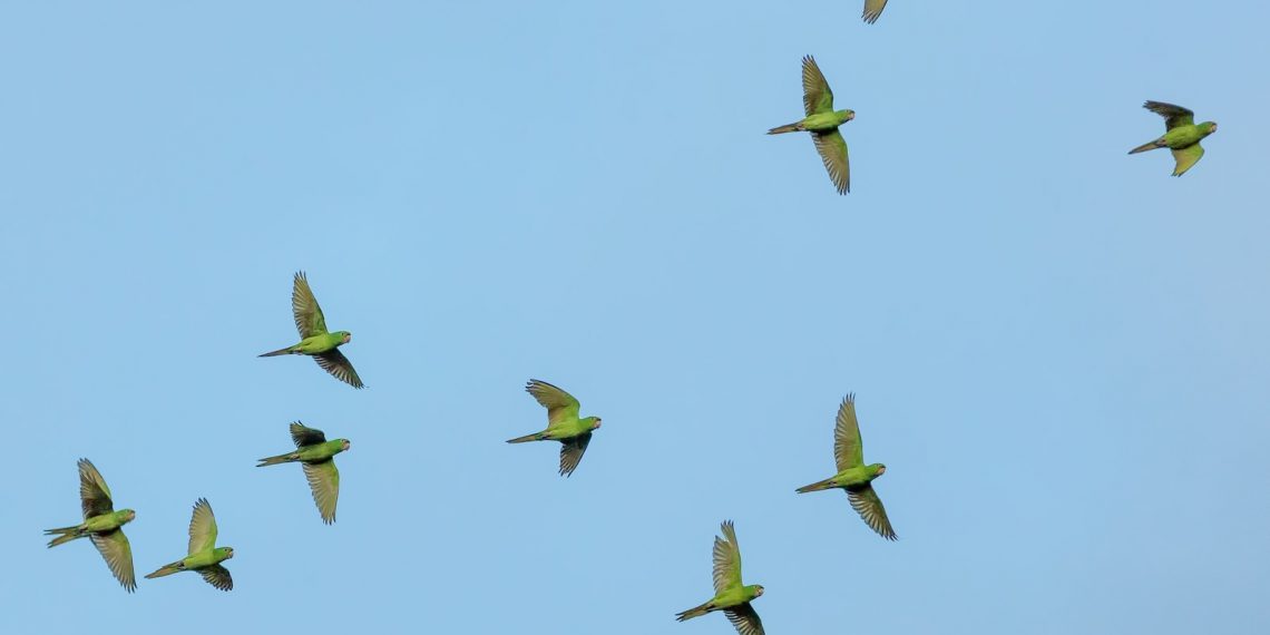 La Migration des Oiseaux