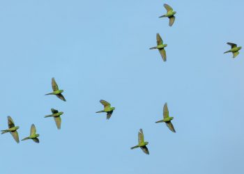 La Migration des Oiseaux