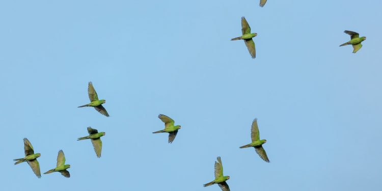 La Migration des Oiseaux