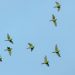 La Migration des Oiseaux
