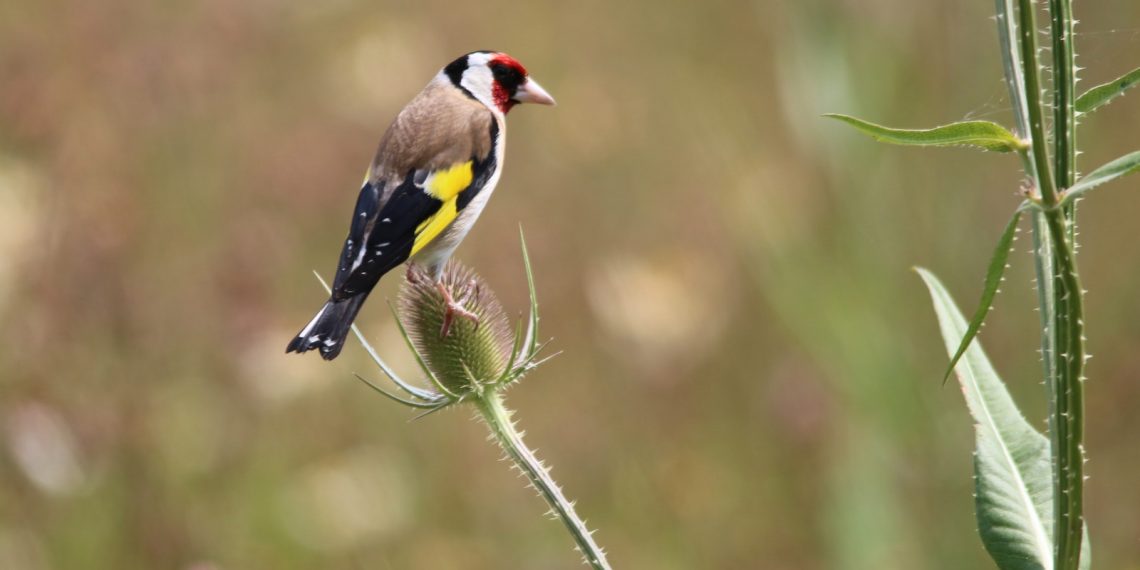 chardonneret élégant