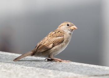 Le moineau domestique