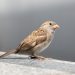 Le moineau domestique