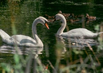 les cygnes