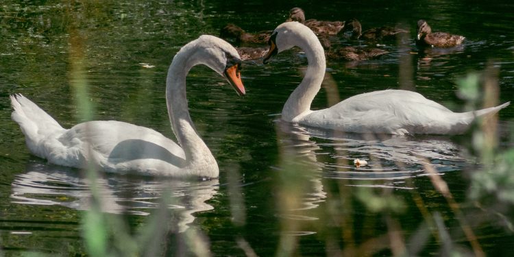 les cygnes