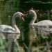 les cygnes