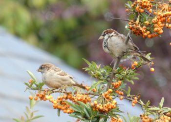 Oiseaux du jardin