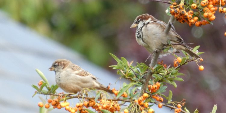 Oiseaux du jardin
