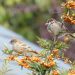 Oiseaux du jardin