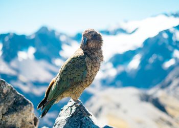 oiseaux sauvages