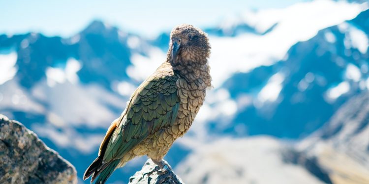 oiseaux sauvages
