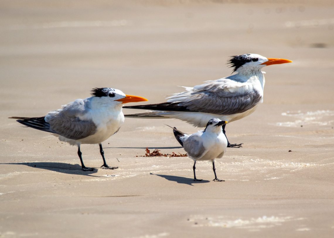 L'art de faire un nid : Comment les oiseaux construisent leur maison