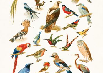 Types des oiseaux