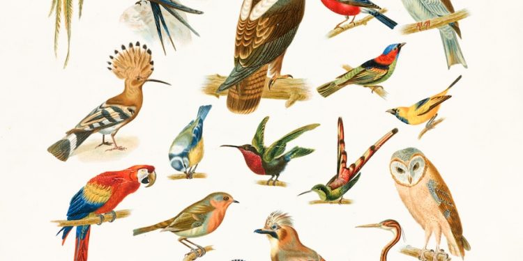 Types des oiseaux