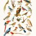 Types des oiseaux