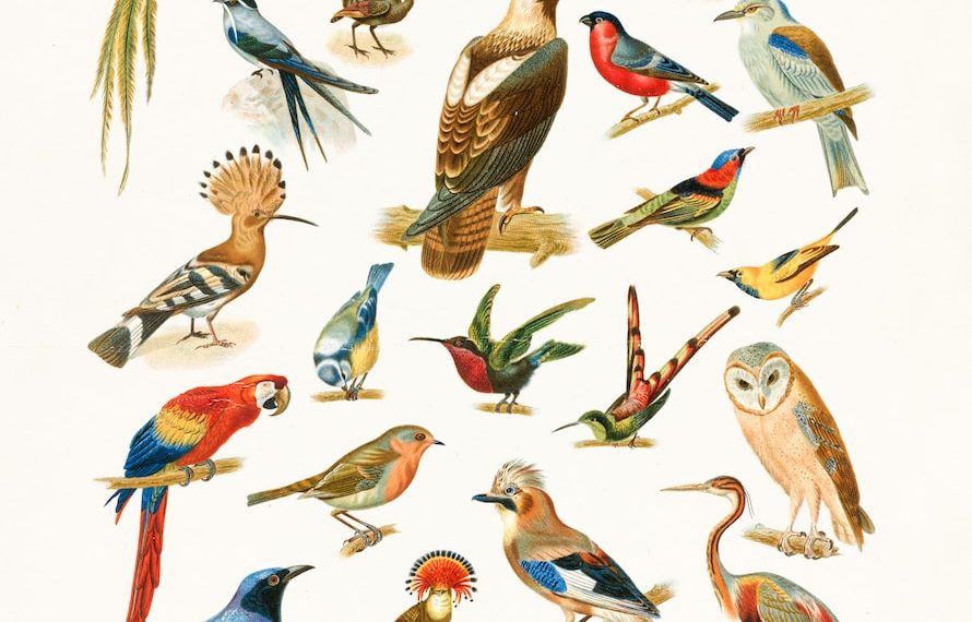 Types des oiseaux