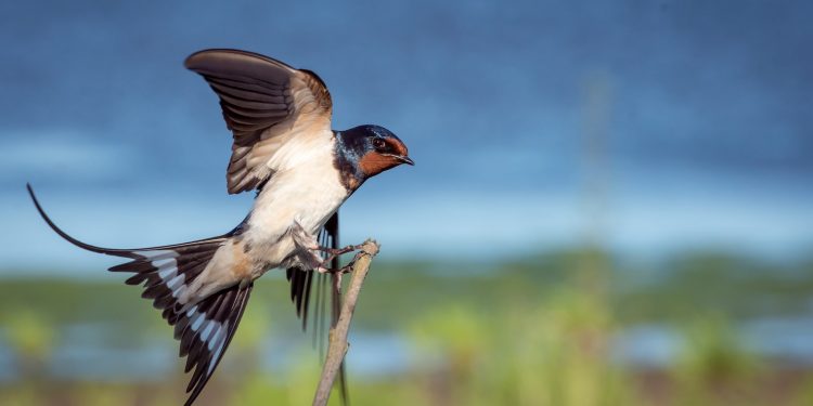Hirondelle