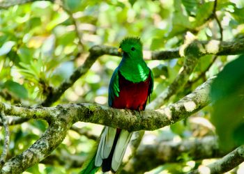 Le quetzal