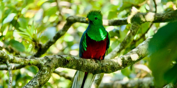 Le quetzal