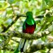 Le quetzal