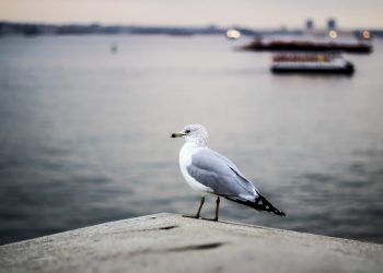 La vie secrète des goélands